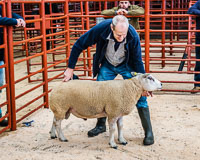 Longtown Ram Fair-10